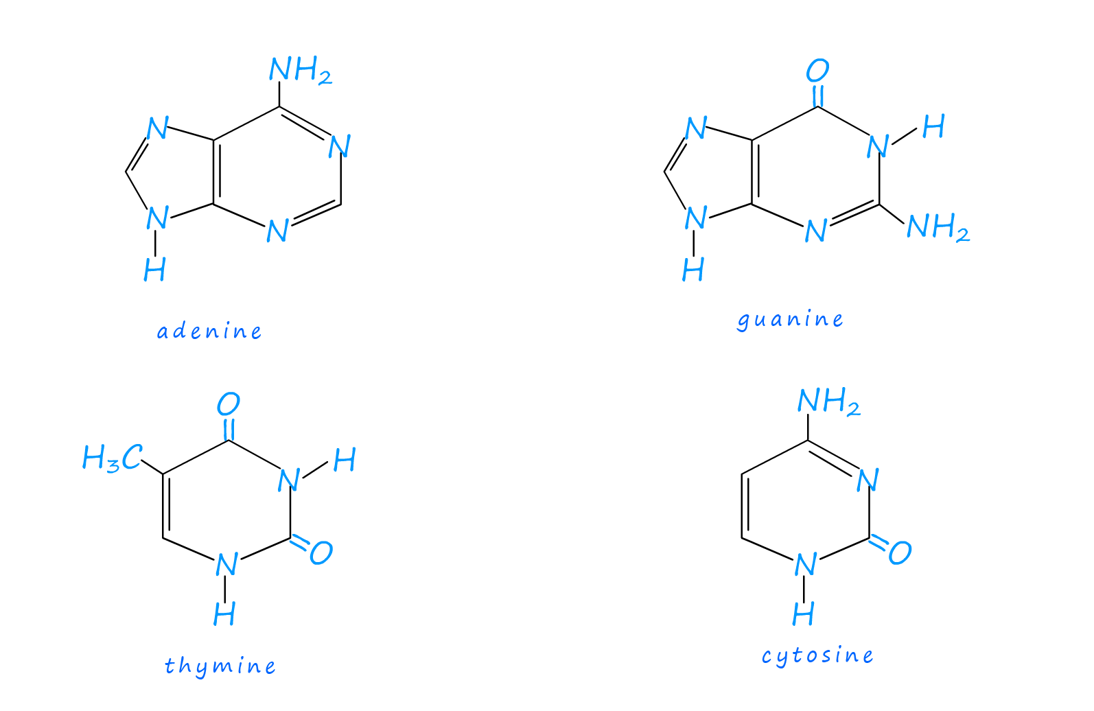 structure of the four DNA bases thymine, adenine, cytosine, guanine